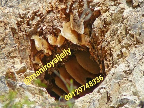 خرید ژل رویال زنبور عسل خالص ایرانی