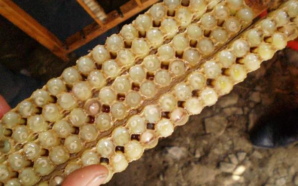 نحوه تشخیص ژل رویال زنبور عسل مرغوب