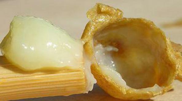 مواد مغذی موجود در ژل رویال شاه انگبین