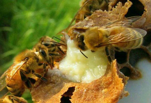 علت سفت شدن ژل رویال زنبور چیست؟