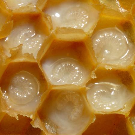 تولید ژل رویال زنبور عسل خالص